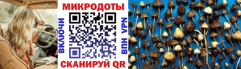 Псилоцибиновые грибы мицелий Новоалтайск